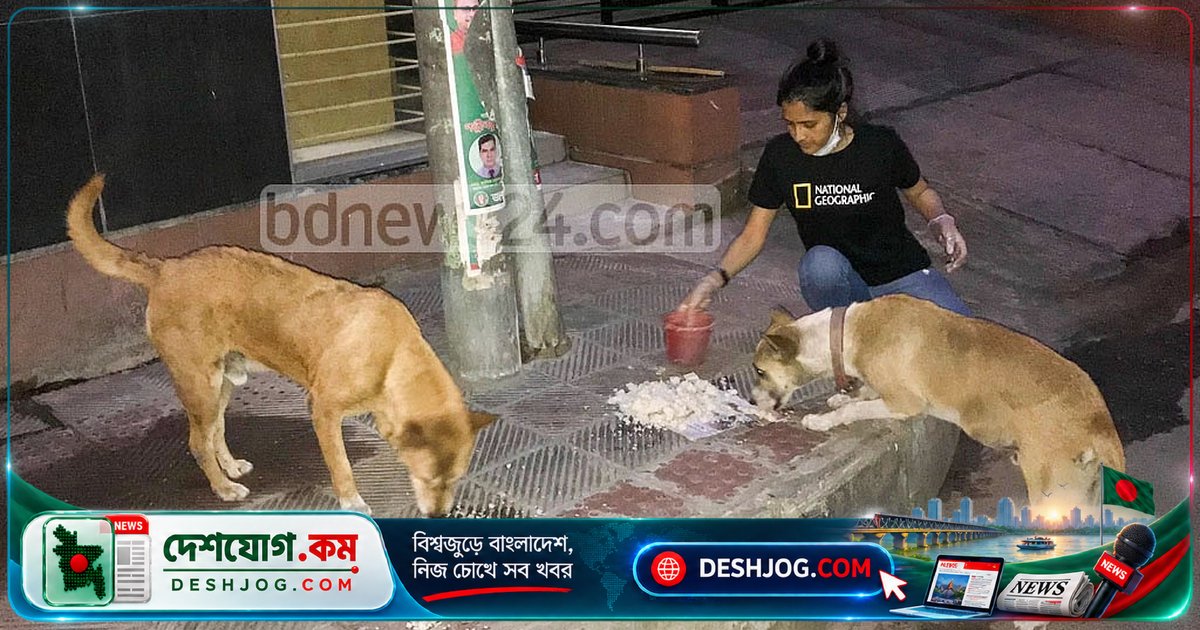রাস্তার প্রাণীদের প্রতি সদয় আচরণ: কুকুর-বিড়ালের কষ্ট কি আমরা বুঝতে পারি?