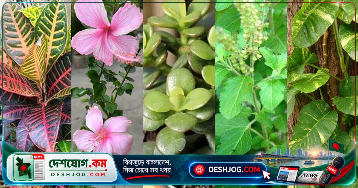 গ্রীষ্মের রোদে বারান্দা সাজানোর জন্য ১০টি রোদপ্রেমী গাছের পরিচর্যা ও বৈশিষ্ট্য