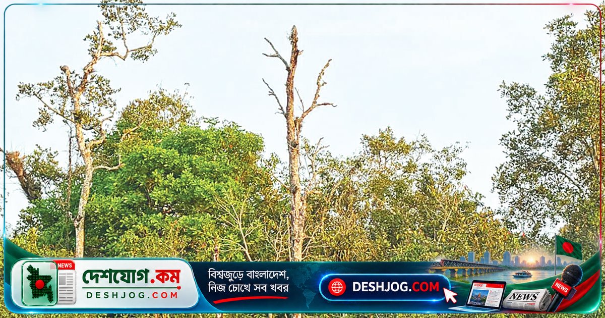 সুন্দরবনের ৩৯% সুন্দরীগাছ রোগে আক্রান্ত: ১২ কোটি ৯৫ লাখ গাছের দুর্দশা ও কার্বন শোষণ ক্ষমতা কমে ১৫%