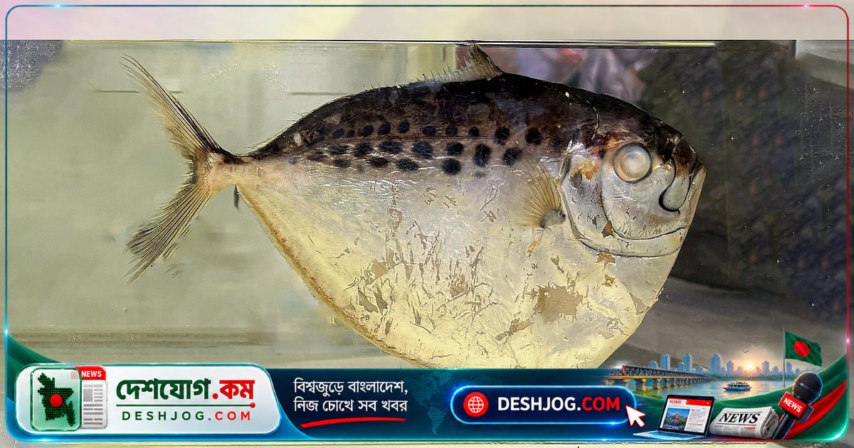 সুন্দরবনের জীববৈচিত্র্যের জাদুঘর: ২১০ প্রজাতির মাছের নমুনা দেখুন এখানে