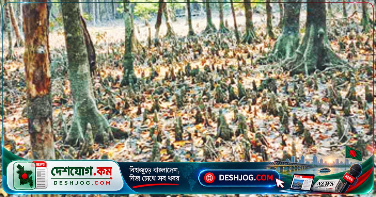 সুন্দরবনের ৩৪ বছরে কাঁকড়াগাছের আগ্রাসন: সুন্দরী ও গেওয়ার বনভূমি ৫ হাজার হেক্টর কমে গেছে