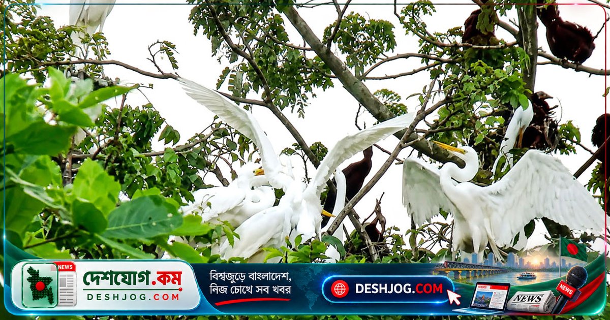 সুন্দরবনের পাশে পাখির মিলনায়তন: বক থেকে মদনটাক পর্যন্ত একই গাছে বাসা বাঁধে অসংখ্য প্রজাতি