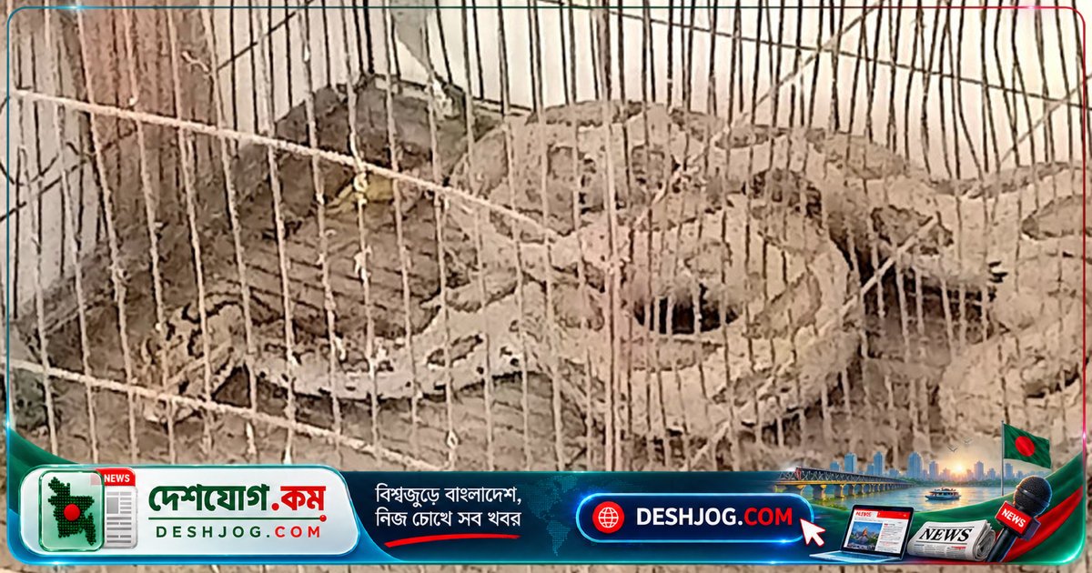 সুন্দরবনে অবমুক্ত হবে বিশাল রাসেল ভাইপার: চুয়াডাঙ্গা থেকে আটক করা বিষধর সাপের গল্প