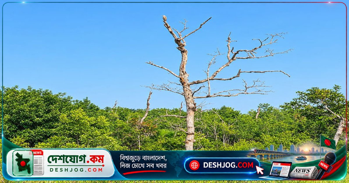 সুন্দরবনের সুন্দরী গাছের ৩৯% আক্রান্ত: রোগের শিকার ১২ কোটি গাছ, জলবায়ু পরিবর্তনকে দায়ী বিশেষজ্ঞ