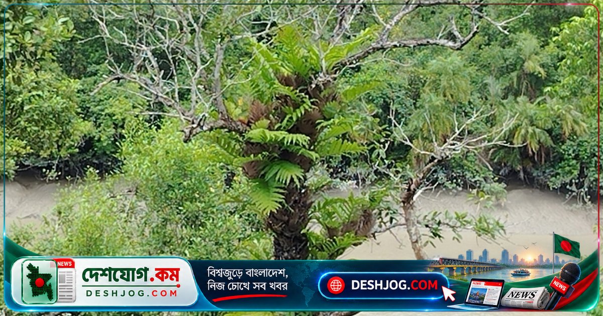 সুন্দরবনের সুন্দরী গাছে পরগাছার আক্রমণ: ২৫-৩০ শতাংশ গাছ আক্রান্ত, পরিবেশ ও জীবিকা হুমকিতে