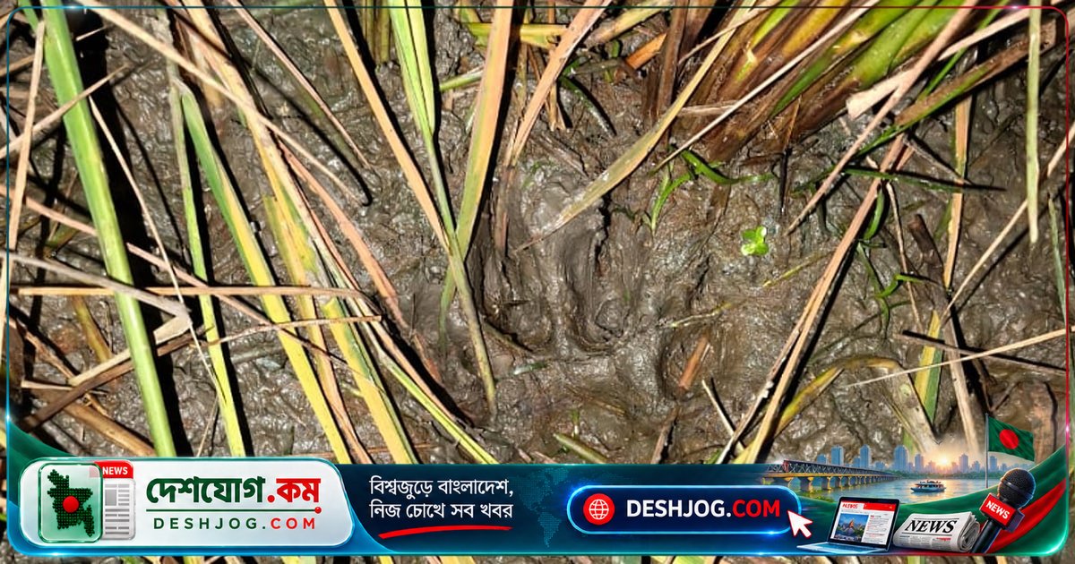 সুন্দরবনের বাঘের আতঙ্কে সোনাতলা গ্রামে মাইকিং: ধানখেতে পায়ের ছাপ দেখা গেছে