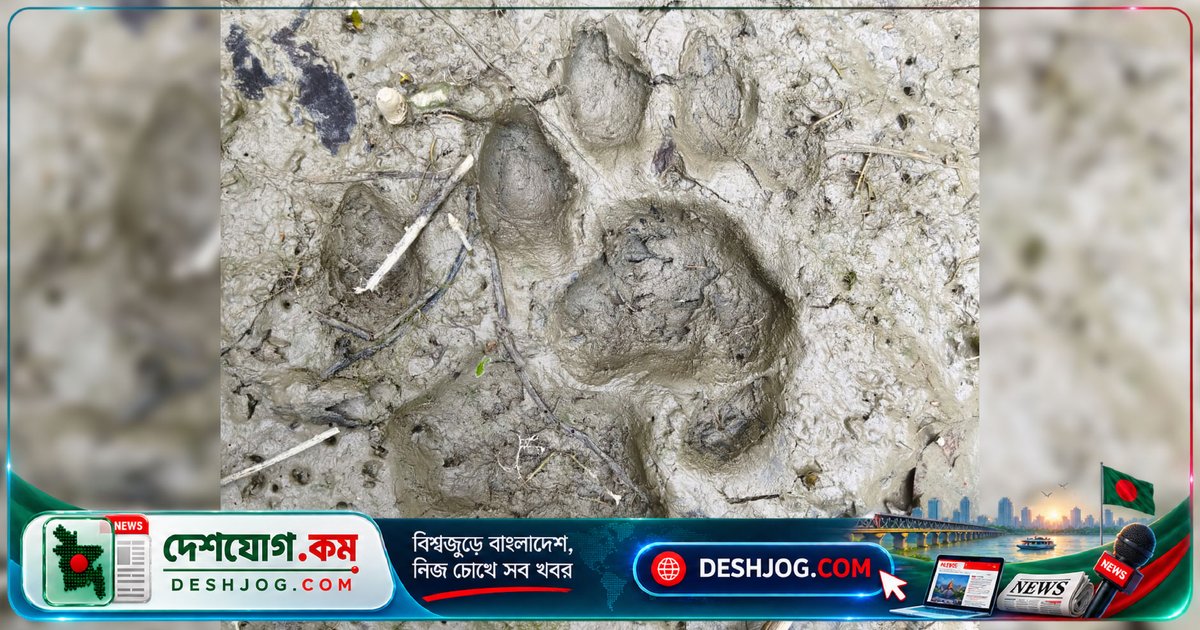 সুন্দরবনের বাঘ লোকালয়ে প্রবেশ: বনরক্ষীরা সতর্কতা জারি করে মাইকিং