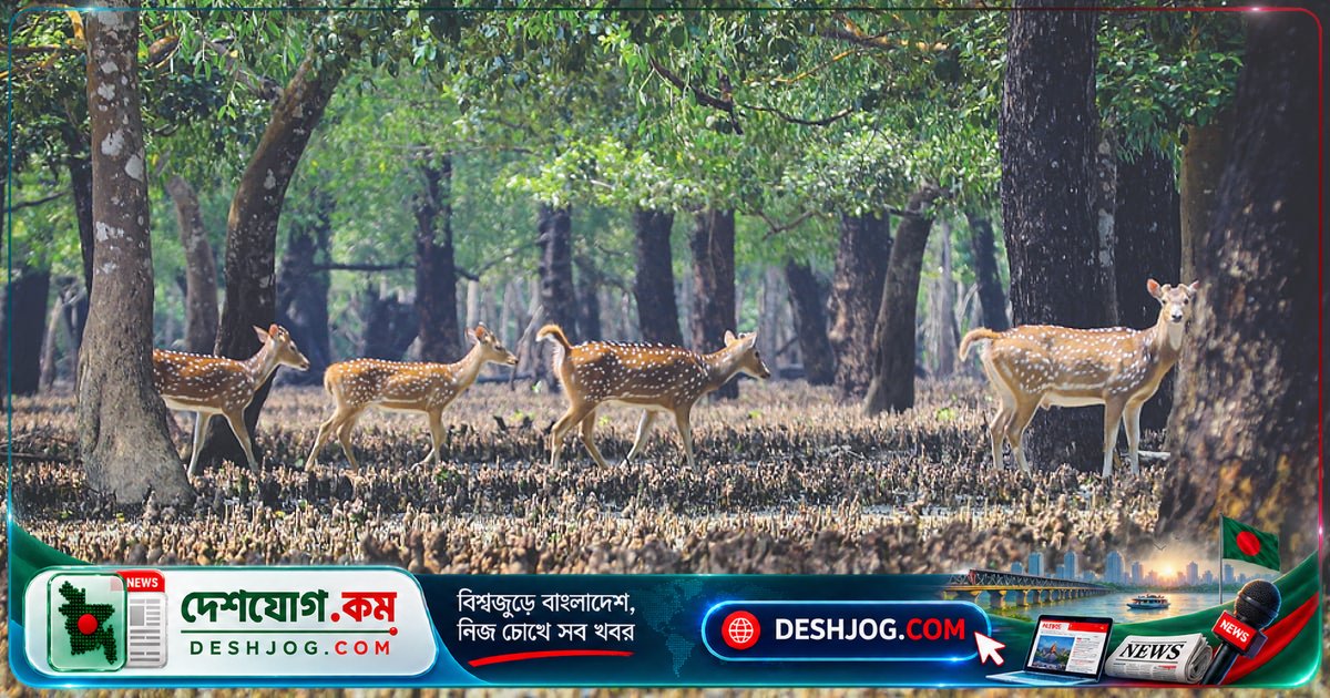 সুন্দরবনের বিশ্ব ঐতিহ্য সংকটে এলএনজি টার্মিনালের পরিকল্পনা: পরিবেশবিজ্ঞানীরা সতর্ক