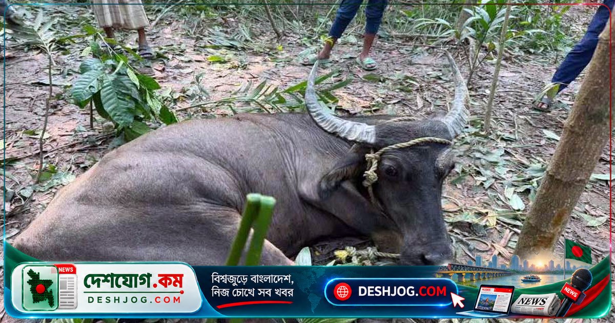সুনামগঞ্জে ভারত থেকে আনা পাগলা মহিষের আক্রমণে ৭ জন আহত, একজন গুরুতর