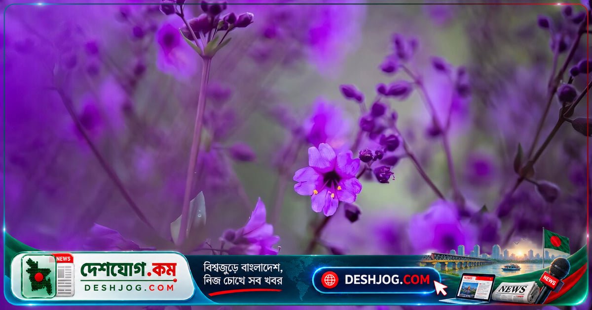 সুপার এল নিনোর অস্বাভাবিক বৃষ্টিতে শুষ্ক মরুভূমি রূপান্তরিত হয়েছে রঙিন ফুলের বাগানে