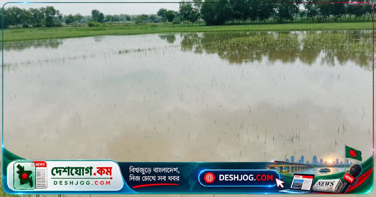 তৈছালা খালের অবহেলা: বৃষ্টিতে ডুবে যাচ্ছে ৫০০ কৃষকের ধানখেত, ঋণে ডুবে যাচ্ছে স্বপ্ন