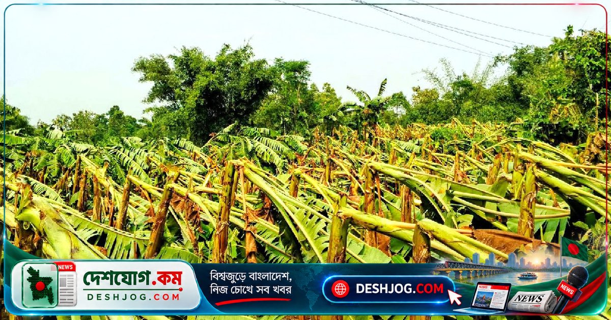 টাঙ্গাইল মধুপুরে ঝড়ে ৫৩ হেক্টর ফলবাগান ধ্বংস, কৃষকদের বিনিয়োগের টাকা অনিশ্চিত