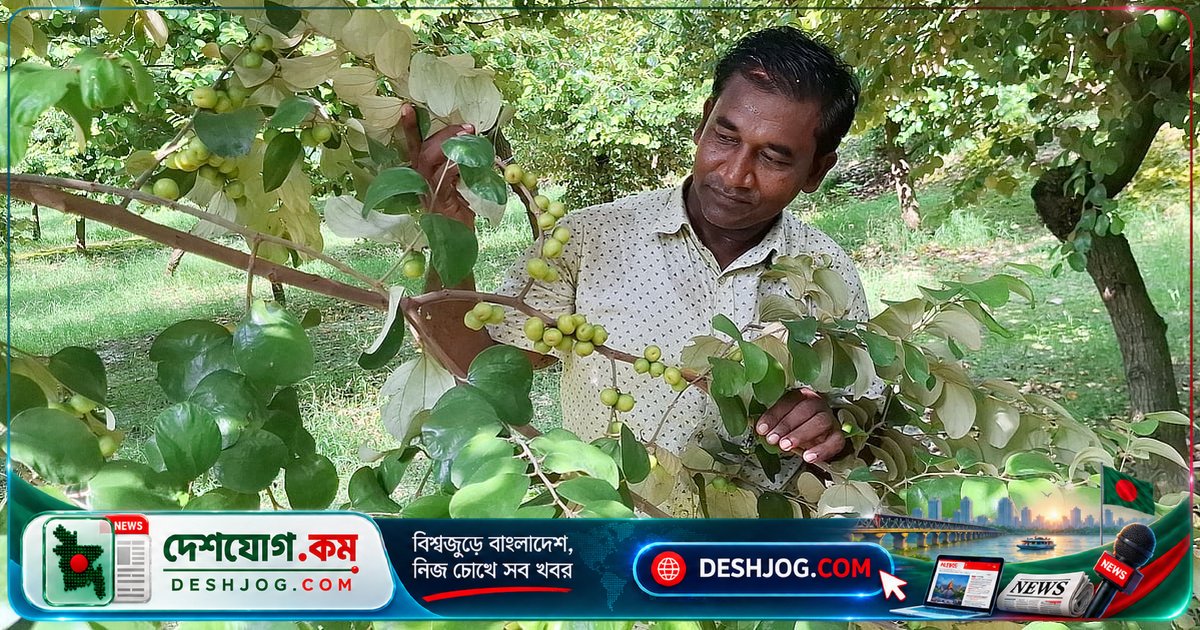 টাঙ্গাইল থেকে এক কোটি টাকার বরই ব্যবসায়ে রূপান্তর: এক রাখালের জীবনগাথা