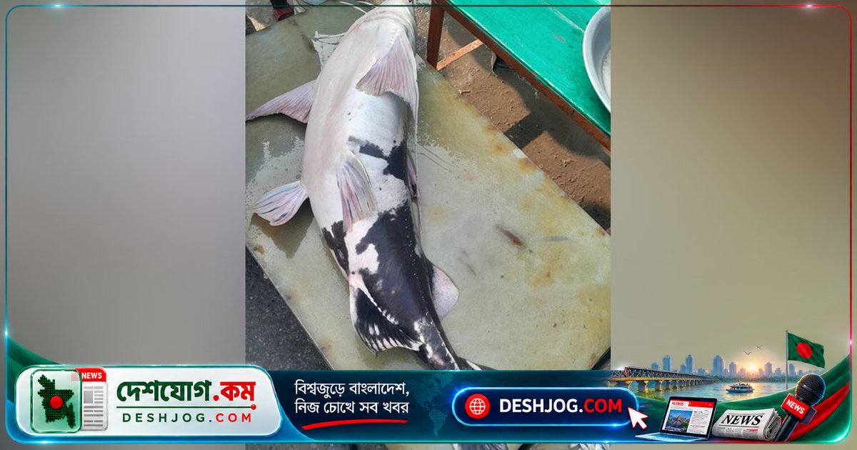টাঙ্গাইল যমুনায় ধরা ৩৩ কেজি বাঘাইড়, ৫০ হাজার টাকায় বিক্রি হয় এলাকাবাসীদের মধ্যে