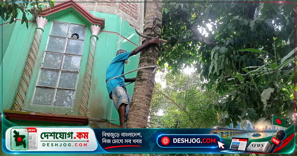 ৫৫ বছর ধরে নারকেলগাছের মরা ডাল কেটে বাঁচাচ্ছেন তৈয়ব আলী: 'কাজ ছেড়ে দিলে কীভাবে চলবে সংসার?'