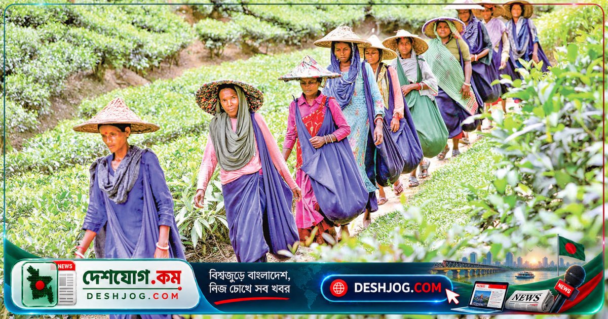 চা-বাগানের শ্রমিকদের দৈনিক ৫০০ টাকা মজুরির দাবিতে উত্তাল বাংলাদেশ
