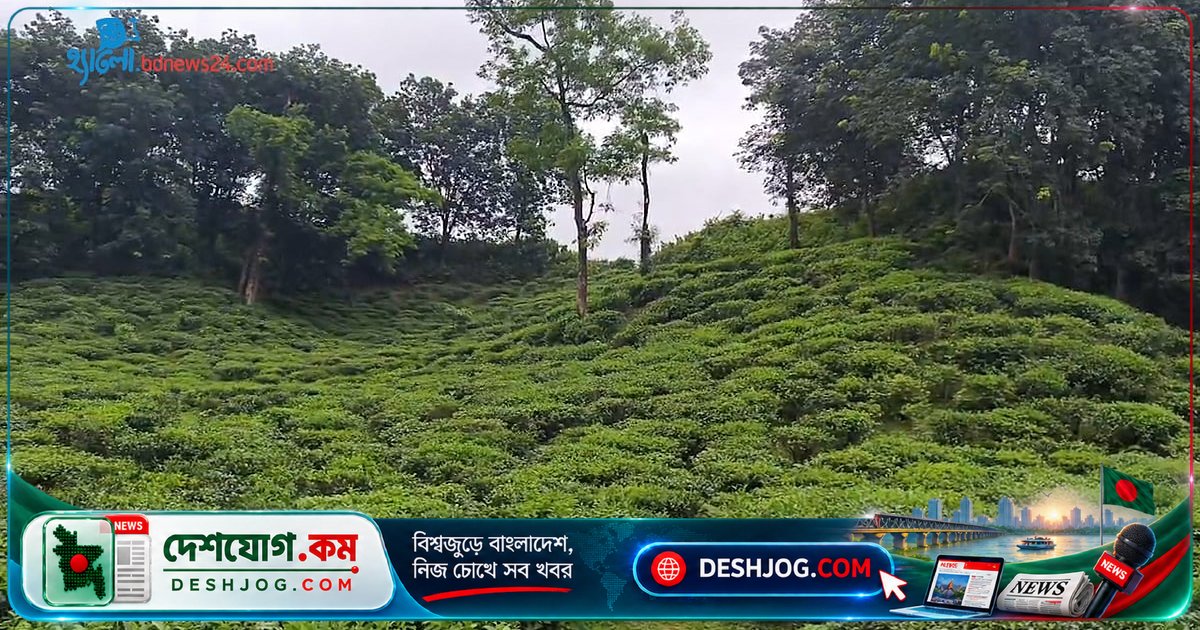 চা বাগানের শিশুশ্রম: দারিদ্র্যের বন্দী ১৮% শিশু, হবিগঞ্জে সর্বোচ্চ ২৯%