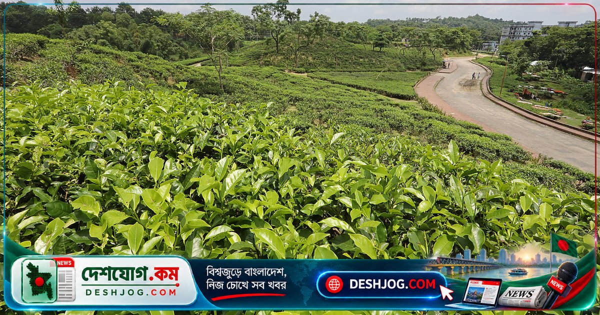 চা-বাগানের অব্যবহৃত জমিতে ১০ হাজার মেগাওয়াট সৌরবিদ্যুৎ উৎপাদন: সম্ভাবনার আলোকে সরকারি নীতি পর্যালোচনা