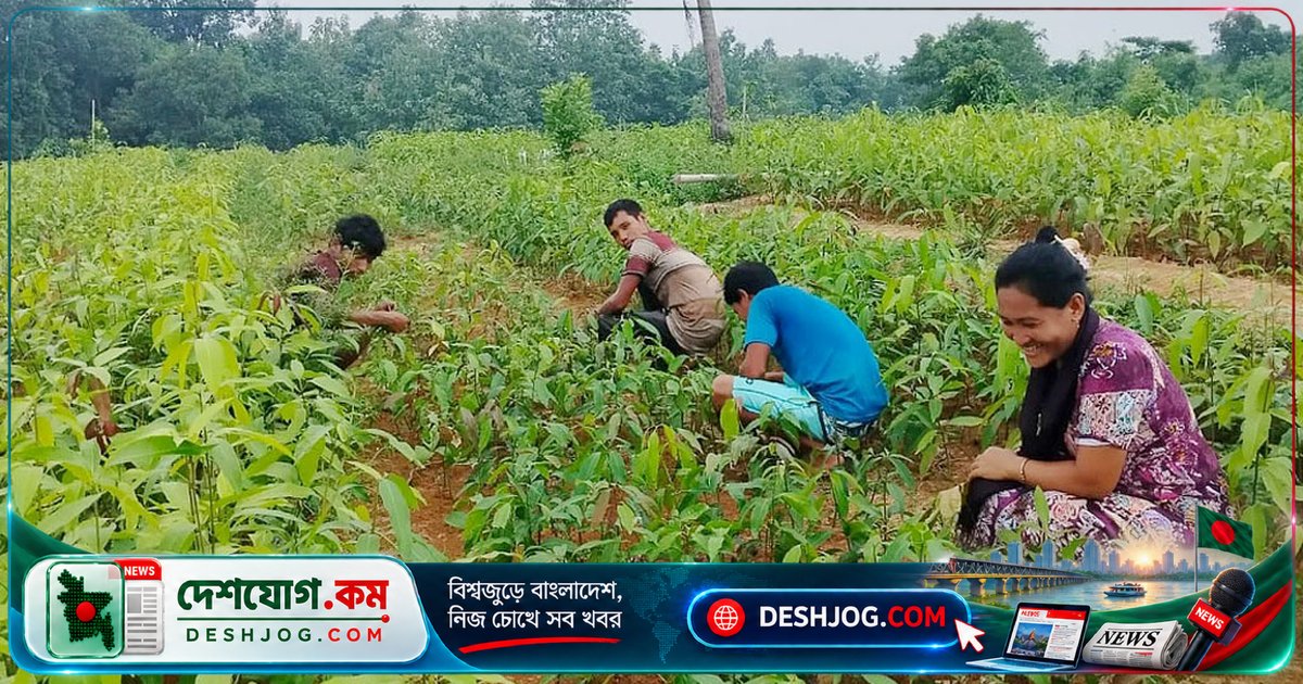 শিক্ষকতা ছাড়াও নার্সারি ব্যবসায়ে সাফল্যের গল্প: ম্রানুচিং মারমার ১৫ লাখের আয়