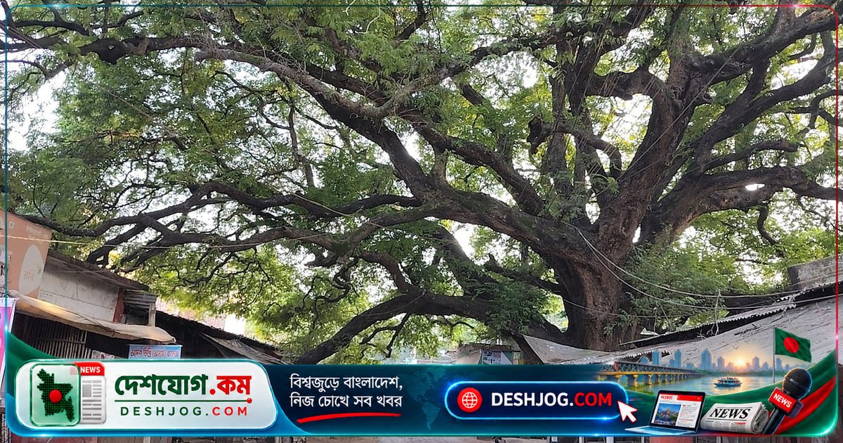 রাজশাহীর তেঁতুলতলা বাজার: শতবর্ষী গাছের ছায়ায় বেড়ে উঠেছে বাজার ও বসতি