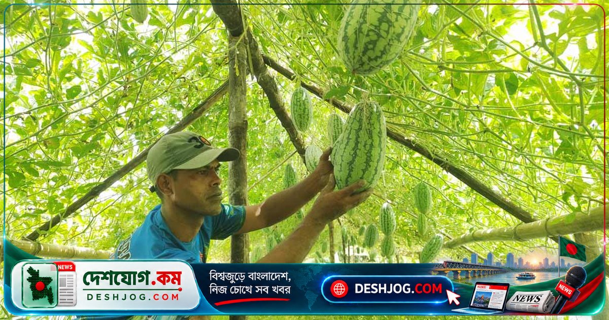 থাইল্যান্ডের উচ্চফলনশীল তরমুজ চাষে সিরাজগঞ্জের কৃষকের সাফল্য