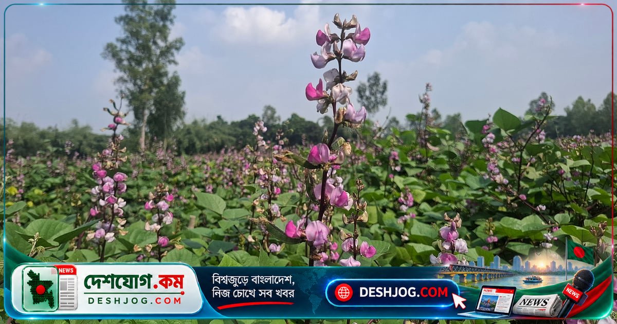 ঠাকুরগাঁও জেলায় আগাম শিমের দাম পতন: কৃষক ৮৫ টাকা, ভোক্তা ১৪০ টাকা কেজিতে কিনছে