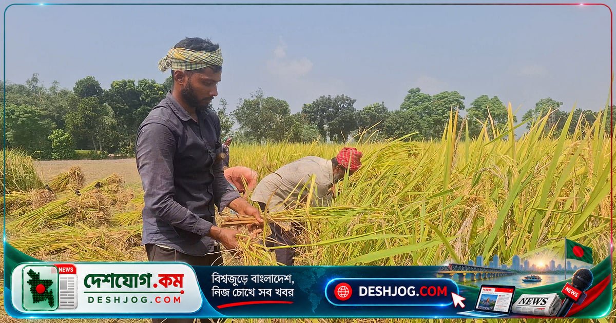 ঠাকুরগাঁওতে খড়ের বিনিময়ে ধান কাটা: কৃষক ও গবাদিপশু পালনকারীদের নতুন বিনিময় ব্যবস্থা