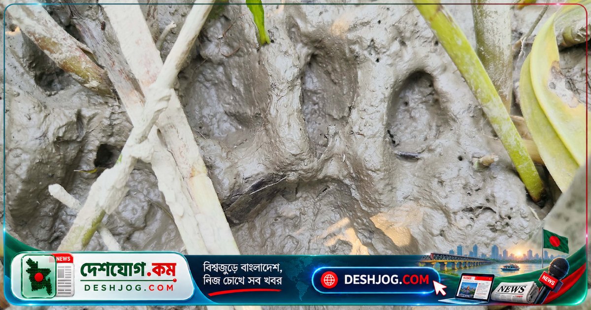 বাঘের আতঙ্কে পাঁচ গ্রামের বাসিন্দা দিনরাত সতর্কতা বজায় রাখছে বাগেরহাটের সুন্দরবন-সংলগ্ন এলাকা