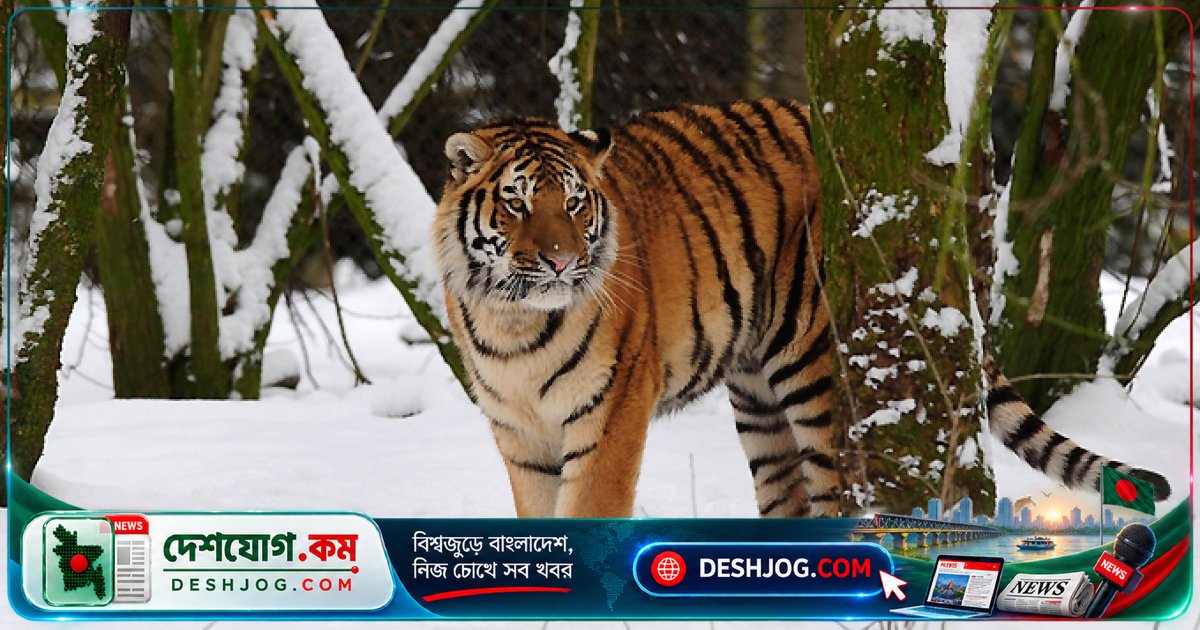 ইংল্যান্ডের ওয়াইল্ডলাইফ পার্কে টাইগার আক্রমণে মারা যায় একজন ব্যক্তি