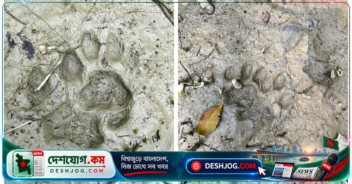 সুন্দরবনের পাড়ে বাঘের বিচরণে গ্রামবাসীরা আতঙ্কিত, মাইকিং করে সতর্ক করা হচ্ছে সবাইকে