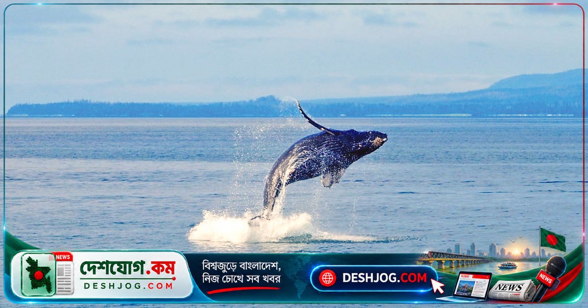 মহাসাগরের গভীরে তিমির ভাষা: মানুষের মতোই জটিল চেতনা ও যোগাযোগের কৌশল