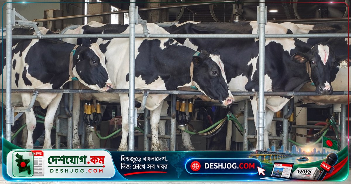 ট্রাম্পের ৫০% করদর আঘাত হানে কানাডার দুগ্ধকৃষকদের মার্কিন বাজার থেকে বিক্রয় বন্ধের কারণে