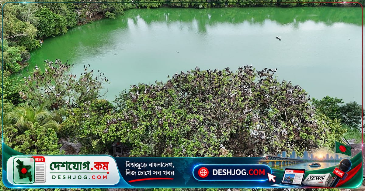 উলিপুরের দিঘিতে শামুকখোলের বাসা-বিচরণ: বাংলাদেশের একমাত্র পাখিদের গ্রামের গল্প