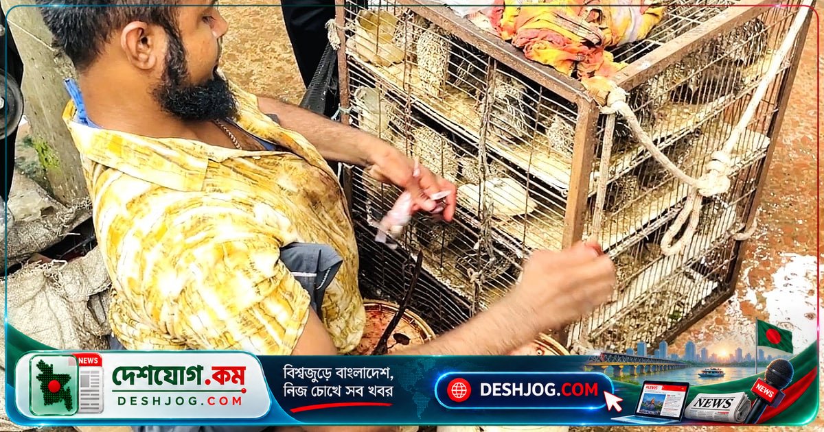 দৃষ্টিহীন ও অচল হলেও ইউনুস আলীর কোয়েল পাখি ব্যবসা অব্যাহত