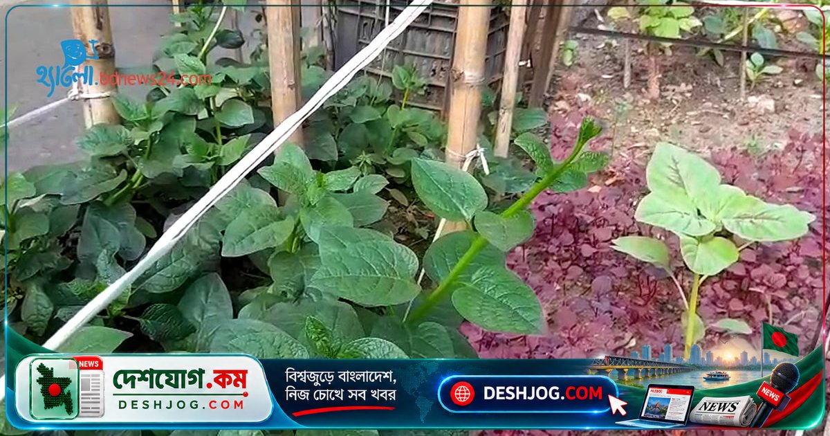 ঢাকার ব্যস্ত সড়কে সড়ক বিভাজক থেকে শুরু হলো সবজি চাষের নতুন কাহিনী