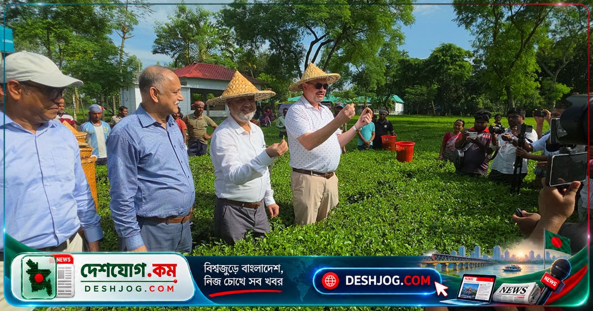 ঠাকুরগাঁওয়ে সমতলের চা বাগান ও সূর্যপুরী আমগাছ দেখে অভিভূত মার্কিন রাষ্ট্রদূত