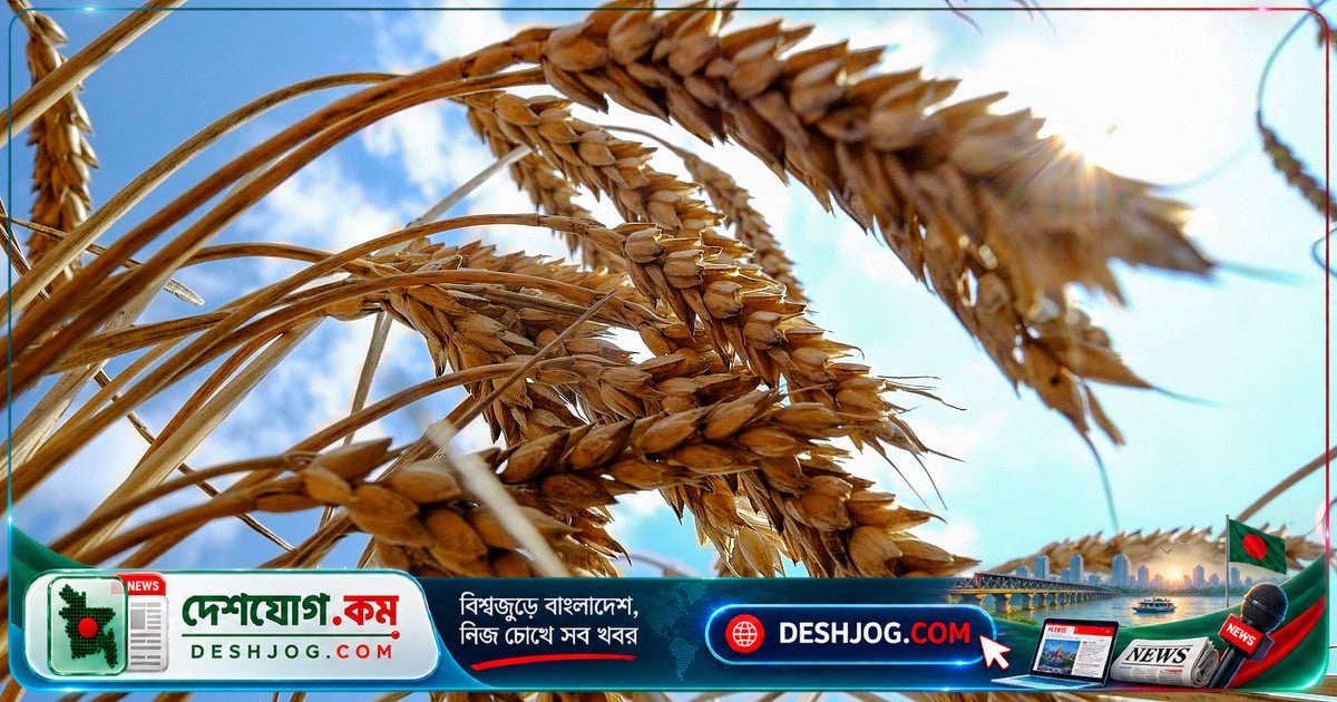 যুক্তরাষ্ট্রের দু’প্রতিষ্ঠানের দর যাচাই: গম আমদানিতে সরকারি অনুমোদন পায় নতুন চুক্তি