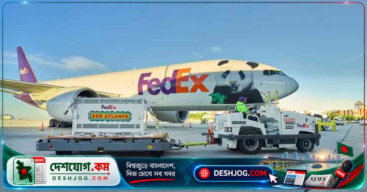 যুক্তরাষ্ট্রে পৌঁছেছে চীনের বন্ধুত্বের দূত পিং পিং ও ফু শুয়াং: গাছে চড়তে পটু পিং পিং ও খাবার খুঁজতে দক্ষ ফু শুয়াং