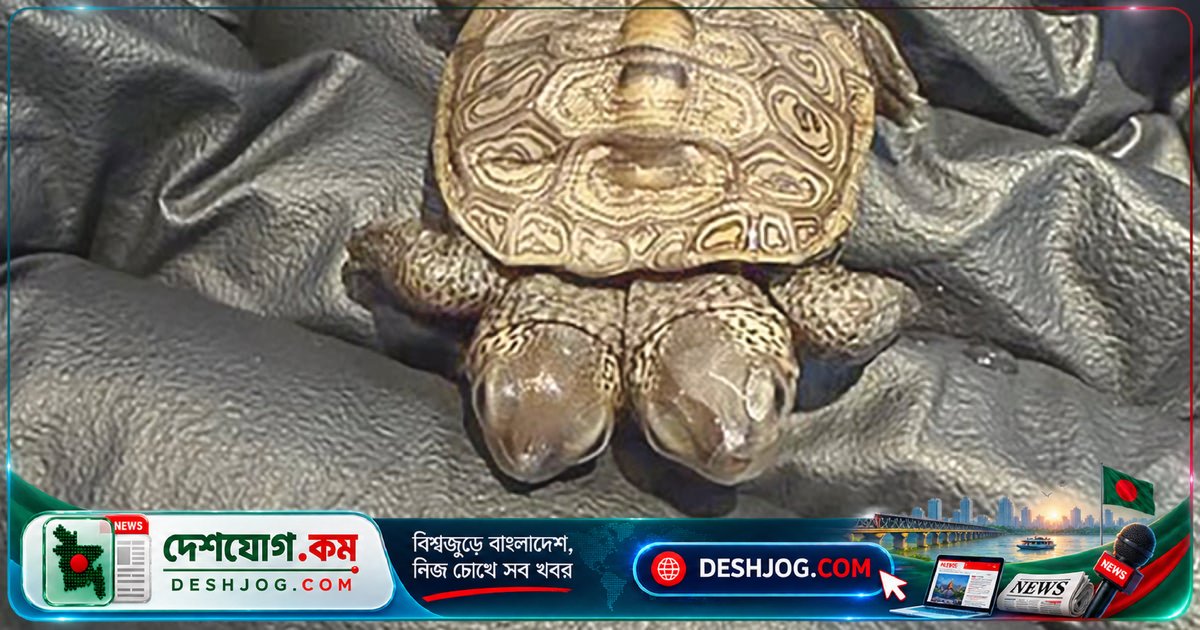 যুক্তরাষ্ট্রে দুটি মাথা নিয়ে জন্ম নেওয়া বিরল কচ্ছপছানা: বিজ্ঞানীদের কৌতূহল বাড়ছে
