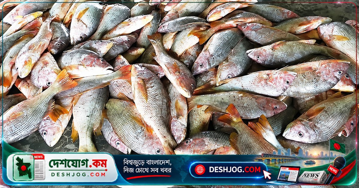 ভেটকি ও কোরাল একই মাছ! কেন নদী ও সমুদ্রে স্বাদ ও আকারে পার্থক্য?