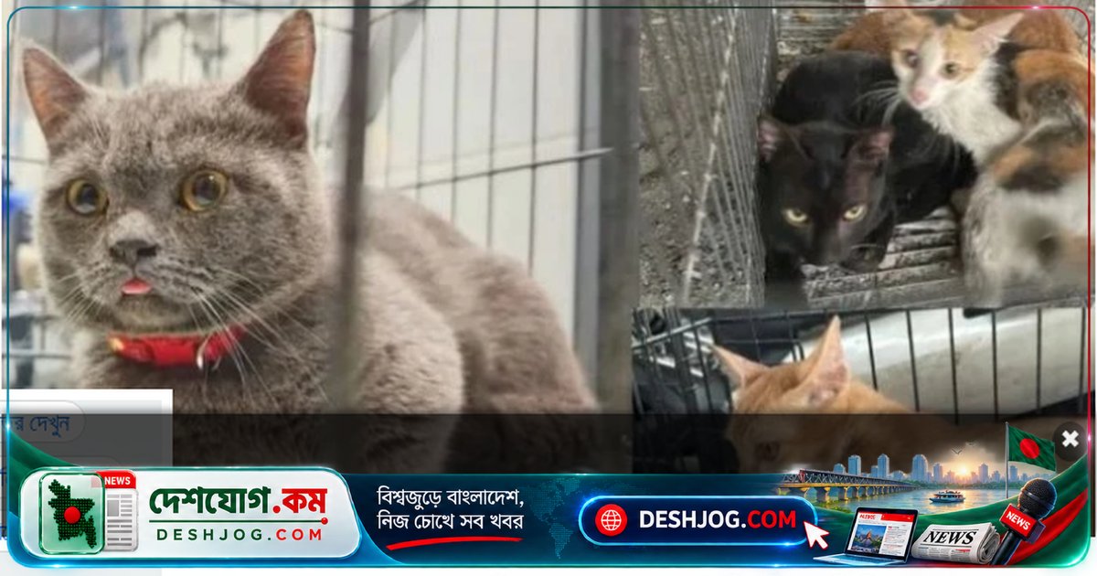 ভিয়েতনামে বিড়াল চুরি ও মাংস বিক্রির চক্র ভেঙে ১২ জনের গ্রেফতার, ২৭০০টি বিড়াল উদ্ধার