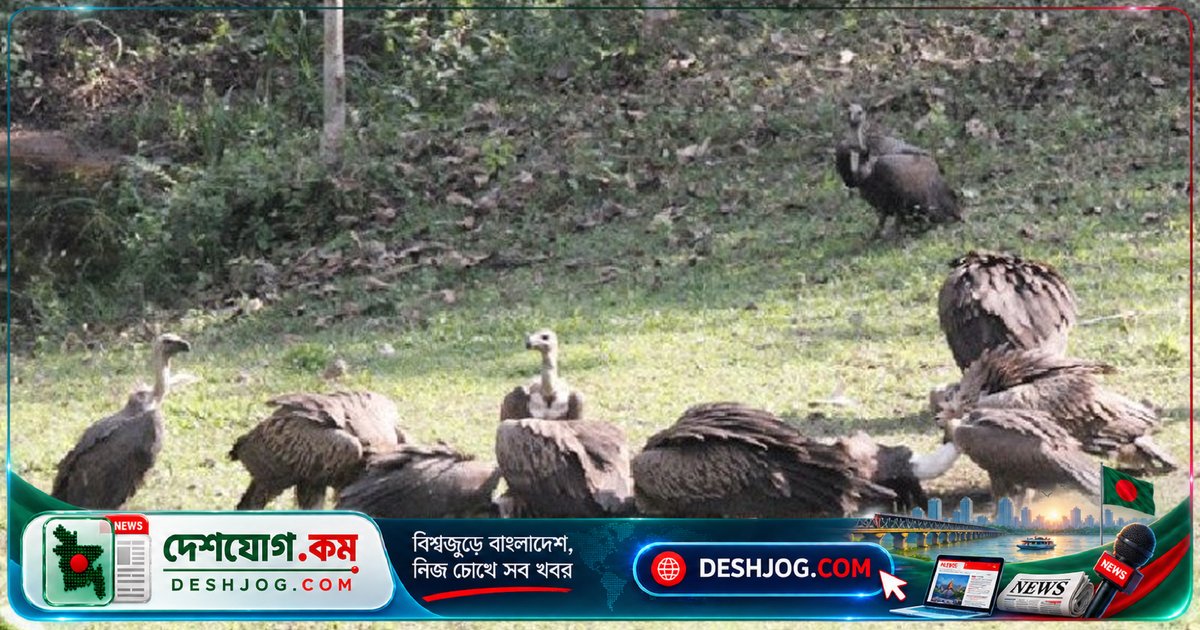 শকুন: রোগাক্রান্ত মৃতদেহ খেয়ে পরিবেশ রক্ষাকারী এই পাখির বিলুপ্তির পথে বাংলাদেশ