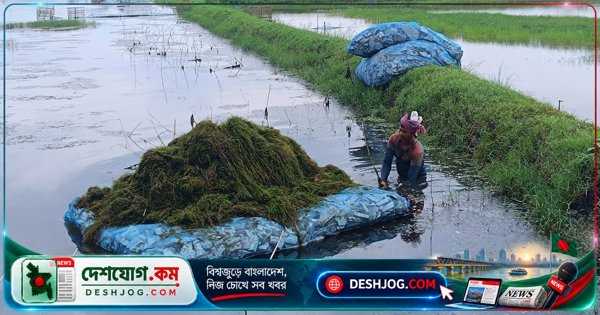 শেওলা সংগ্রহ করে জীবিকা নির্বাহ: এক ঘেরের বর্জ্য অন্য ঘেরের সম্পদে পরিণত