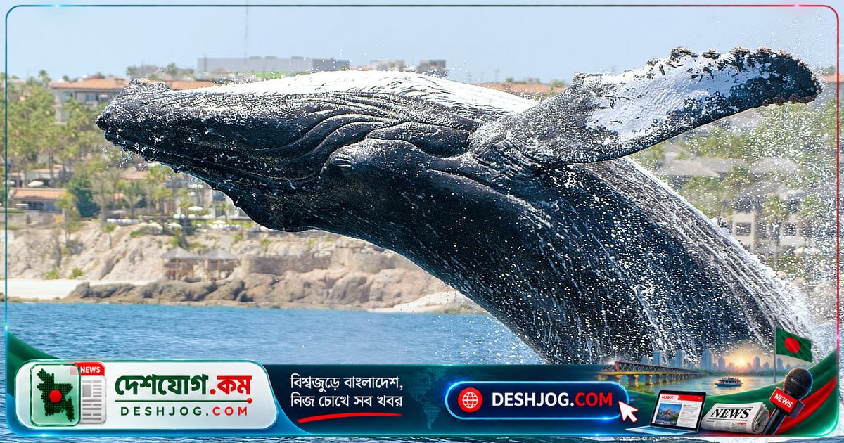 সাগরের গভীরে লুকিয়ে ছিলো তিমির অদ্ভুত ভাষা: বিজ্ঞানীরা আবিষ্কার করে ১৫৬টি কোডা!