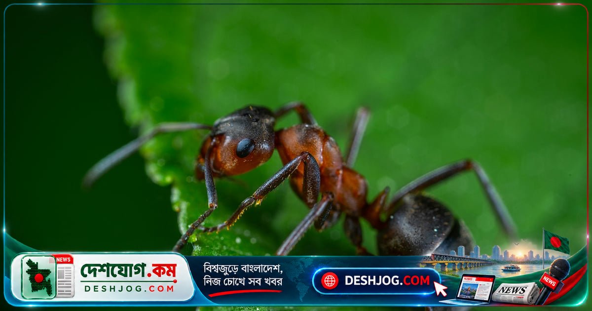 উঁচু থেকে পড়লেও মরে না পিঁপড়া—কেন এমন হয়?