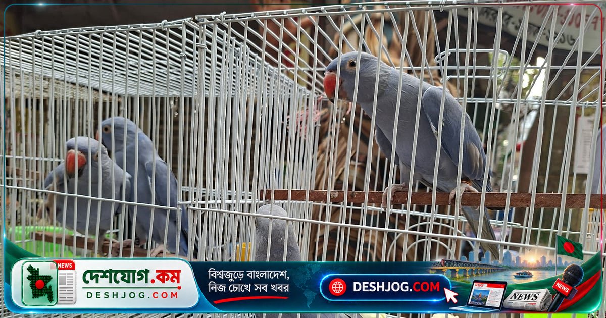 বেগুনি রংয়ের বিরল টিয়া পাখির দাম কেন এত বেশি? জেনে নিন বৈজ্ঞানিক কারণ