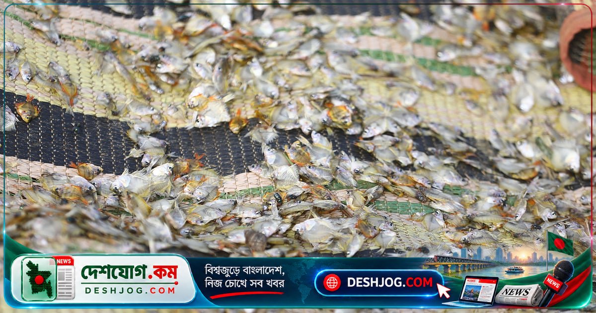 তাজা মাছের স্বাদ থেকে কেন শুঁটকির জাদু? বাংলাদেশের ঐতিহ্যের গভীরে এই রহস্য