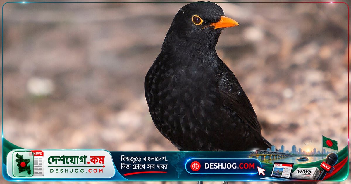 পাখির গান কেন মিষ্টি লাগে? বিজ্ঞানীরা খুঁজে পেয়েছেন গোপন ফর্মুলা