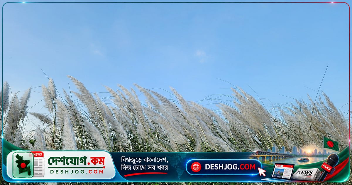 শরৎকালে কেন একসাথে ফোটে সাদা কাশফুল? বিজ্ঞানীরা খুঁজে পেয়েছেন গোপন নিয়ম