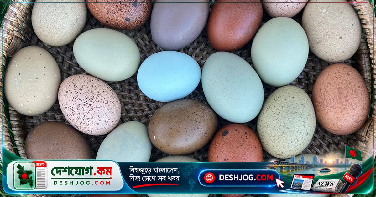 মুরগির ডিমের রং নির্ধারণ করে কী? জেনে নিন স্বাস্থ্য ও স্বাদ সম্পর্কিত সত্য